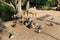 Ducks and pigeons eating from wooden feeder near pond and trees in sunlit courtyard