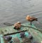 ducks pigeons pond summer together