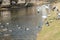 Ducks and pigeons on river pond. Public Park scenery