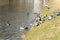 Ducks and pigeons on river pond. Public Park scenery
