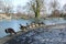 Ducks, Pigeons & Swans at the Public Lister Park lake in Bradford England