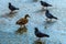 Ducks and pigeons walk on a frozen pond