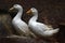 Ducks play with stream water