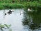 The ducks are playing in the middle of the pond.