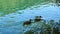 Ducks on the Plitvice Lakes in Croatia