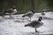 Ducks by the pond in a park