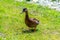 Ducks on the pond in the park. Wild ducks are reflected in the lake. Multi-colored feathers of birds. A pond with ducks and drakes