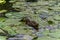 Ducks on the pond in the park. Wild ducks are reflected in the lake. Multi-colored feathers of birds. A pond with ducks and drakes