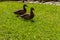 Ducks on the pond in the park. Wild ducks are reflected in the lake. Multi-colored feathers of birds. A pond with ducks and drakes