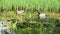 Ducks at pond with reflections on water and autumnal leaves floating.