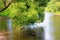 Ducks in the pond under the overhanging leaves of the tree