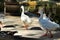 Ducks in Reina Sofia park in Guardamar