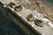 Ducks rest on one of the supporting piles near the walls of the fortress of Kotor, Montenegro