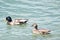 Ducks resting on lake Geneva in Switzerland