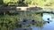 Ducks resting late afternoon in a waterlily pond in a public garden Brisbane Australia.