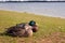 Ducks Resting at Rutland Water