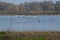 Ducks in a rice field