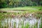 Ducks on rice fields near Ubud
