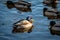 Ducks in  the river in winter