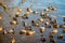 Ducks in  the river in winter