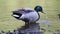 Ducks. Riverfront Regional Park, Sonoma Wine Country, California