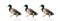 ducks row pictures