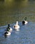 Ducks in a row on water