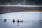 Ducks in a row in Yellowstone National Park