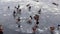 Ducks run on ice of frozen pond, slip and plop