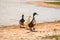 Ducks on sand near lake