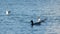 Ducks and seagulls swim on water of blue tranquil river