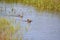 Ducks search the shallow water of the Egans Creek Greenway