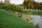 Ducks shore lake grass