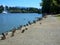 Ducks by the shore of Lost Lagoon in Vancouver.