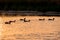 Ducks silhouette on child amusement park pond at sunset