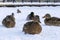 Ducks sit on the snow in winter.