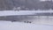 Ducks sitting on a frozen lake in the winter season