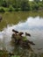 Ducks sitting on log