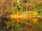 Ducks sleep amongst vibrant pond reflections.