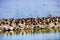 Ducks sleeping on a levee, Sunnyvale, south San Francisco bay area, California