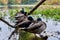 Ducks sleeping on a log in wetlands.