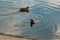 Ducks in the Sluice Canal on the river!