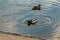 Ducks in the Sluice Canal on the river!