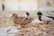 Ducks in small marina of Vernazza, one of the five centuries-old villages of Cinque Terre, located on rugged northwest coast of