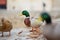 Ducks in small marina of Vernazza, one of the five centuries-old villages of Cinque Terre, located on rugged northwest coast of