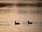 Ducks at  small unfrozen part of lake, evening sun