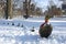 Ducks in Snow