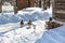 ducks on snow-covered yard in Suzdal town