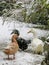 Ducks in snow. Three pet ducks in winter.