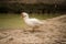 Ducks stand on ground near pond.